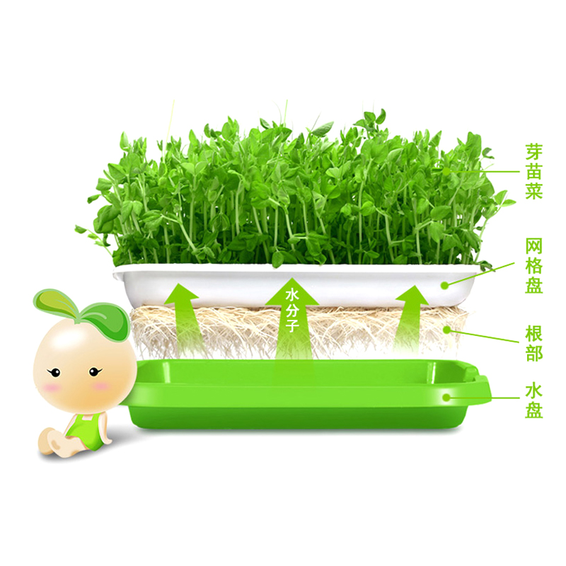 儿童DIY 好运一箩筐 萝卜发芽菜
